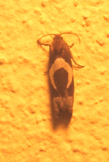 Epiblema foenella